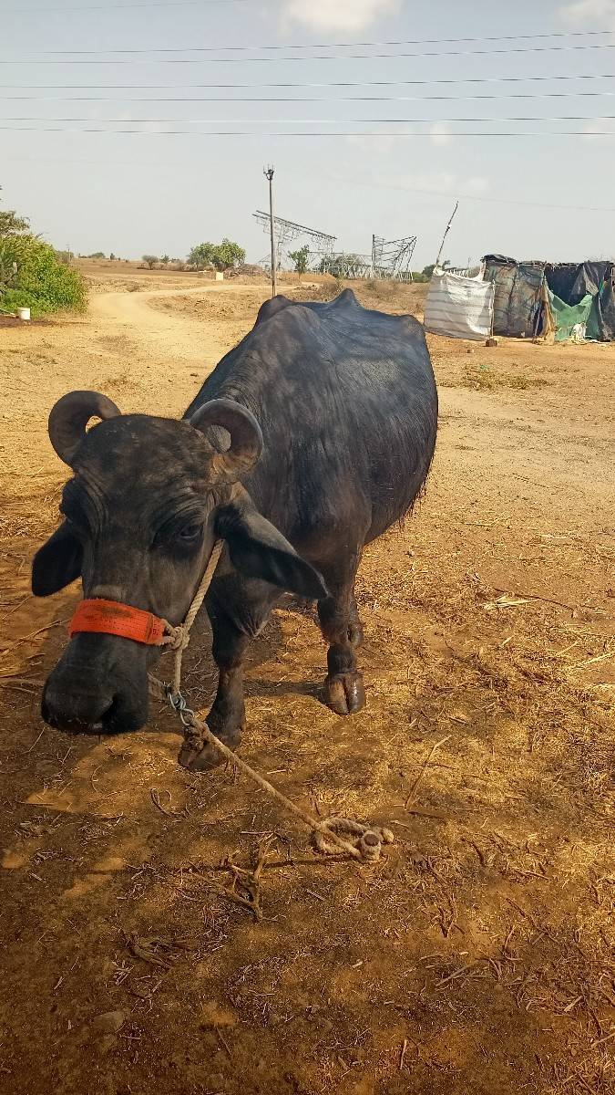 બની ભેંશ વેસવાની છે