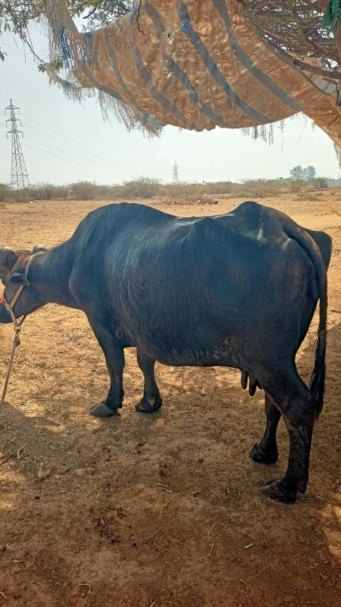 બની ભેંશ વેસવાની છે