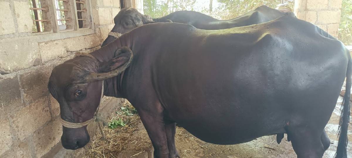આ ભેંસ વેચવાની છે.