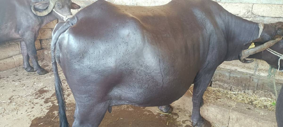 આ ભેંસ વેચવાની છે.