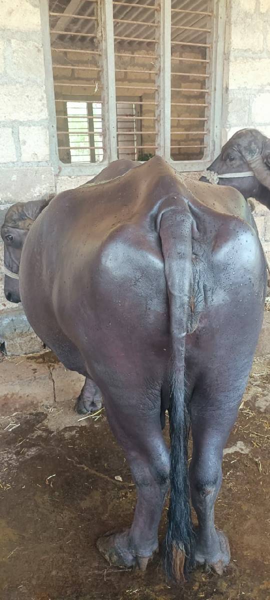 આ ભેંસ વેચવાની છે.