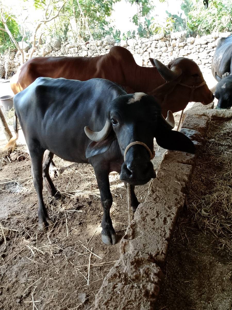 ભેંસ વેચવાની છે