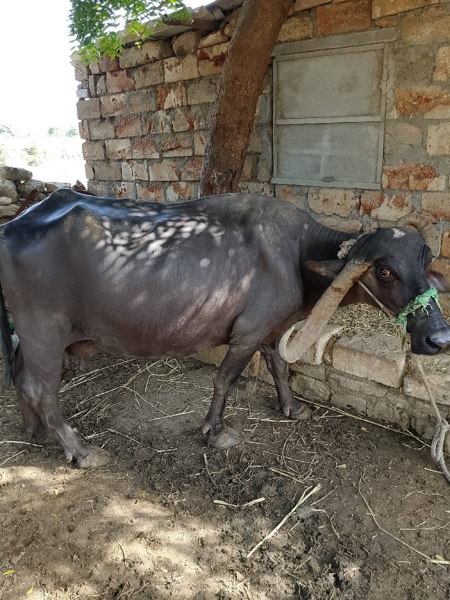 ભેંસ વેચવાની છે