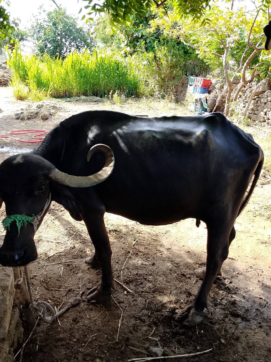 ભેંસ વેચવાની છે