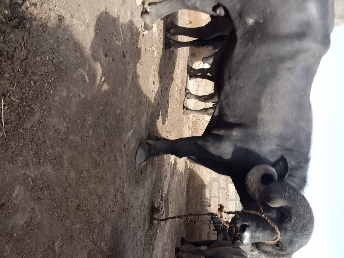 પાડો વેચવાનો છે.