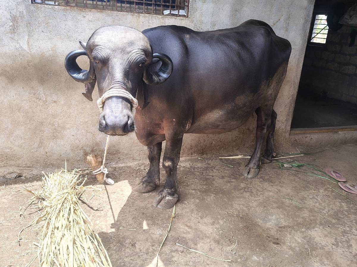 ખડેલી પેલું વેતર