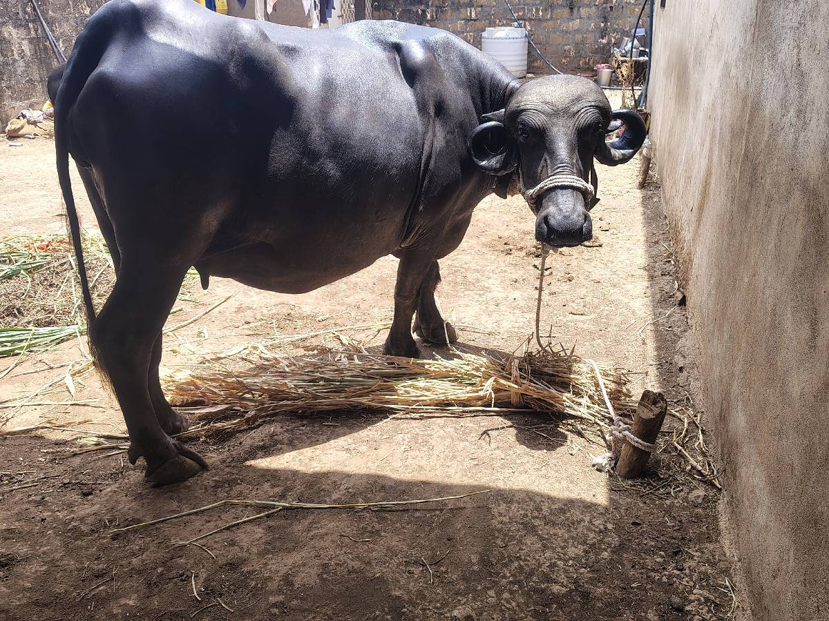 ખડેલી પેલું વેતર
