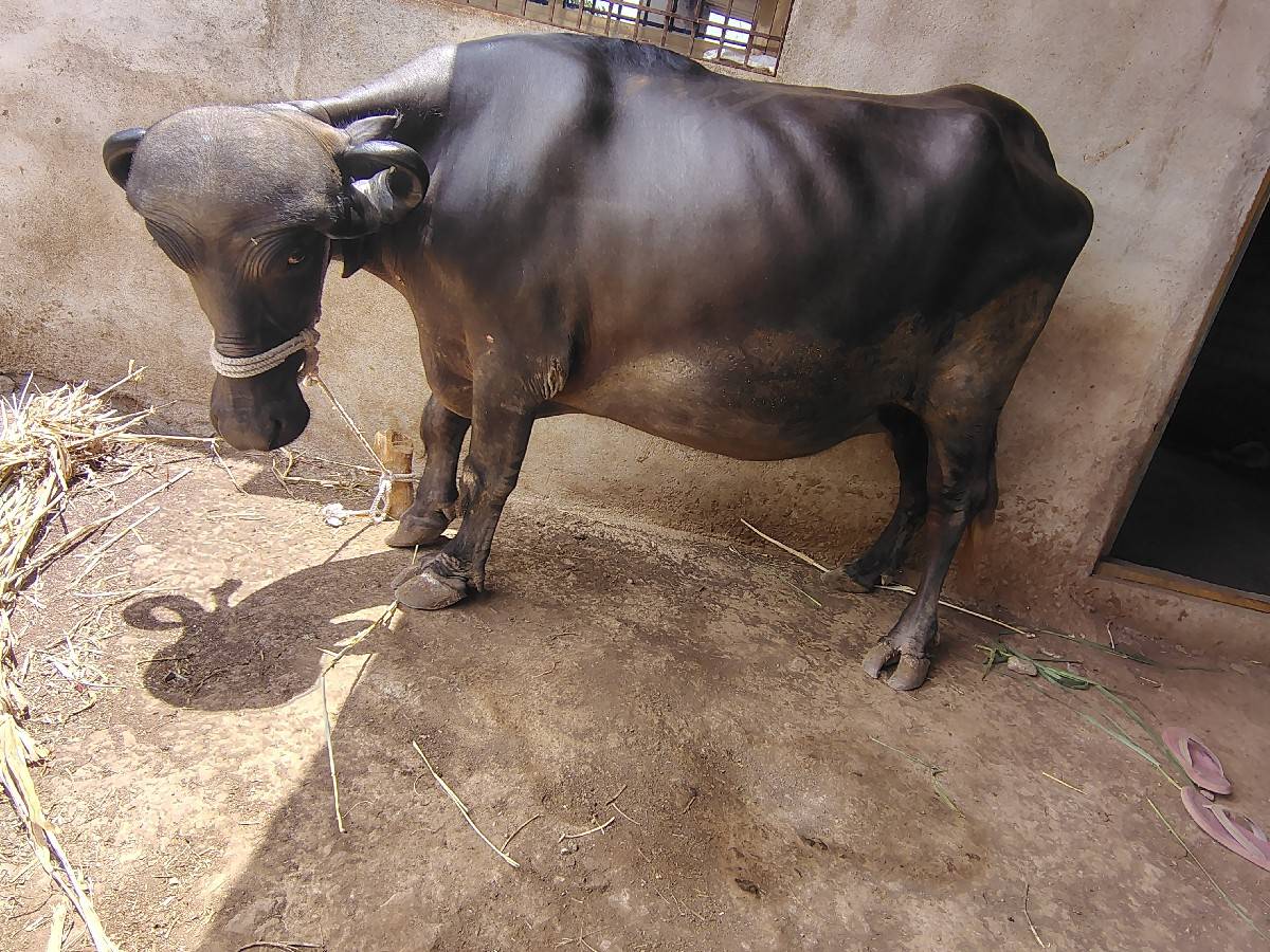 ખડેલી પેલું વેતર