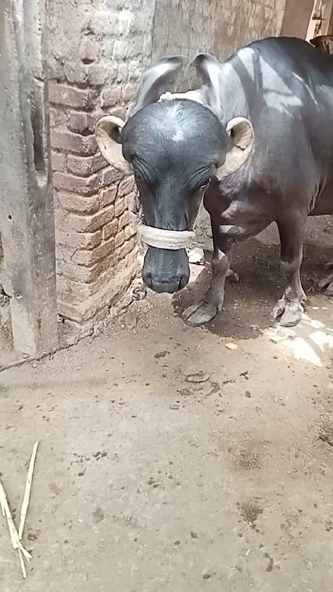 ખડાય
