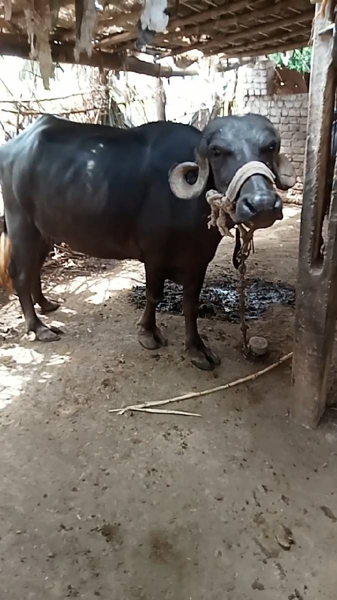 ખડાય