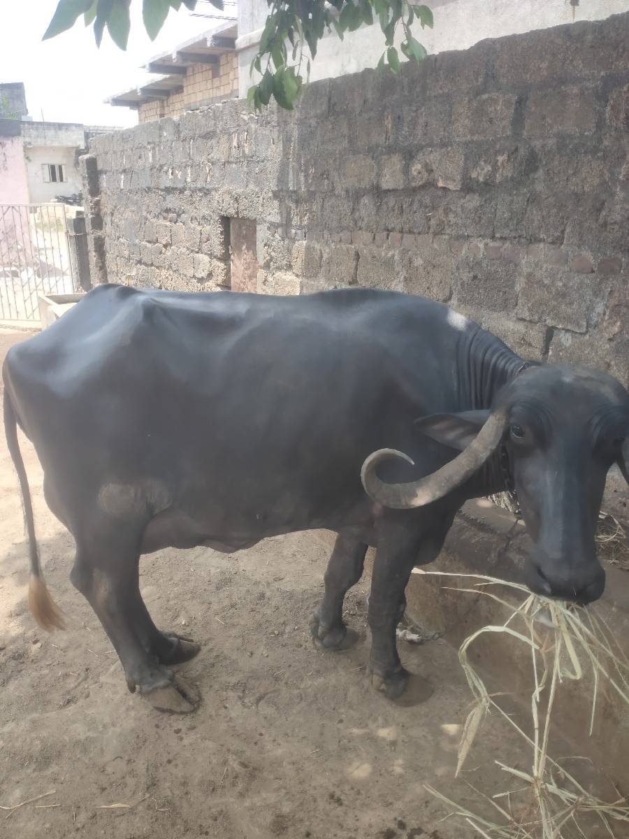 ભેશ વેચવાની છે ભેગો પાડો