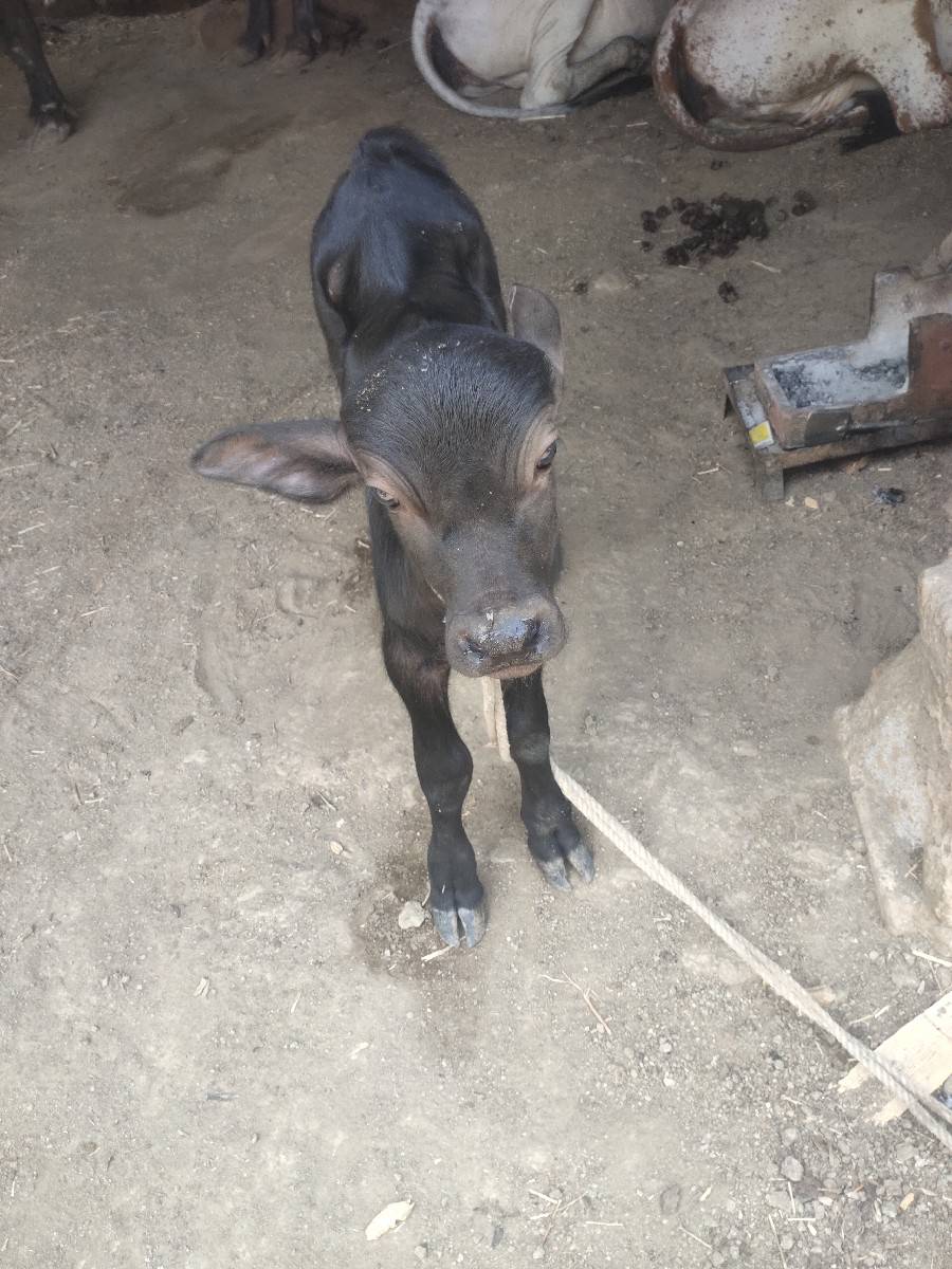 ભેશ વેચવાની છે ભેગો પાડો