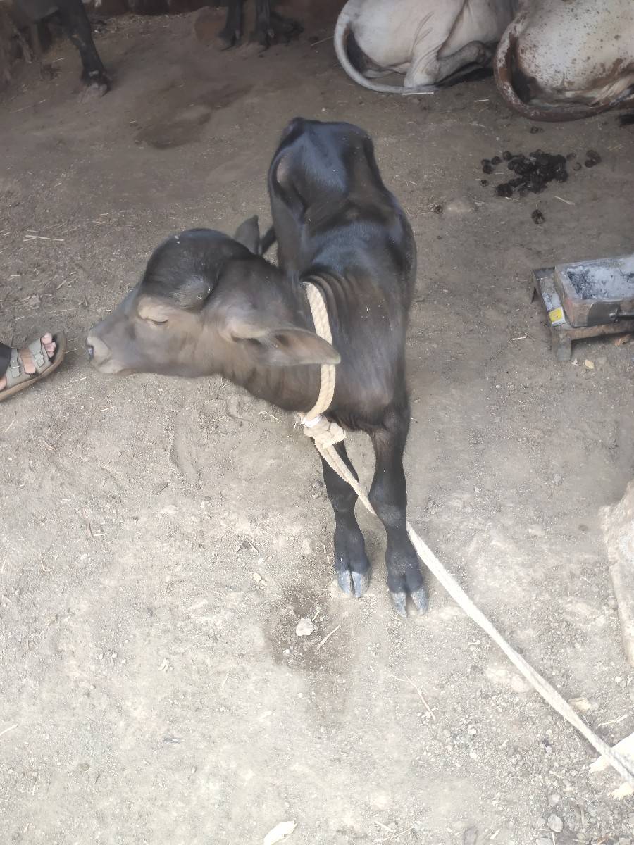 ભેશ વેચવાની છે ભેગો પાડો