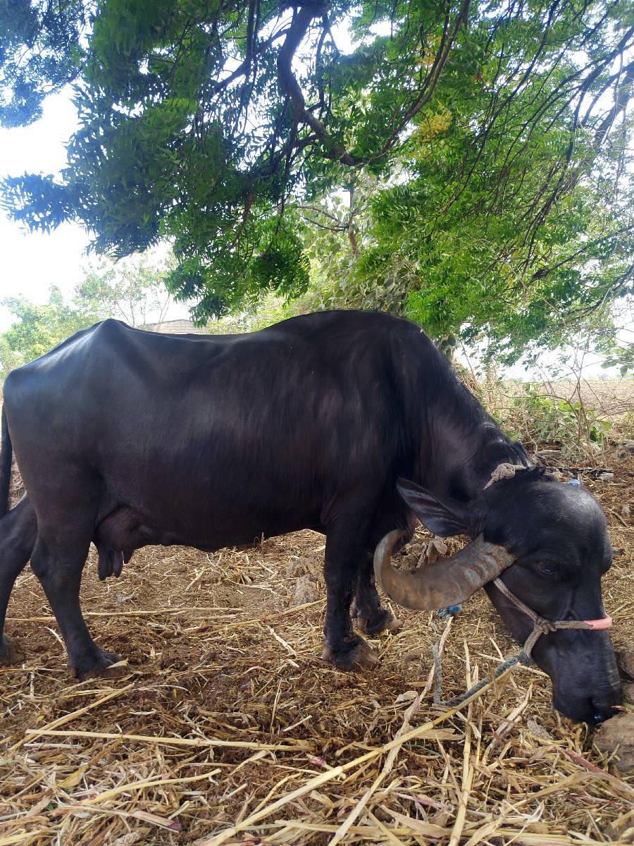 ભેંસ વેચવાની છે