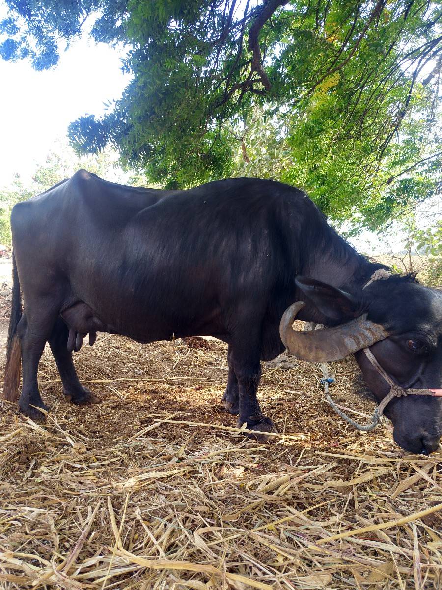 ભેંસ વેચવાની છે