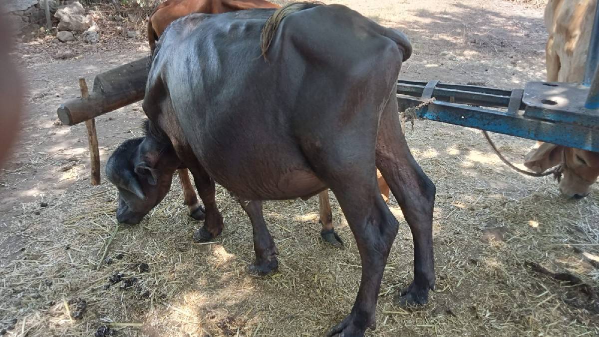 પાડો