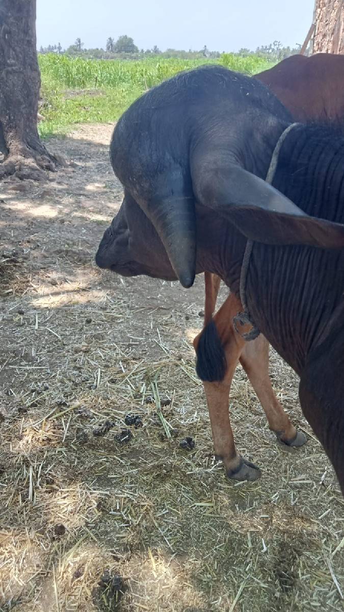 પાડો