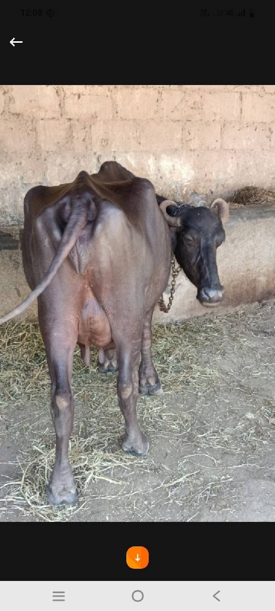 ભેસદેવાનીસે