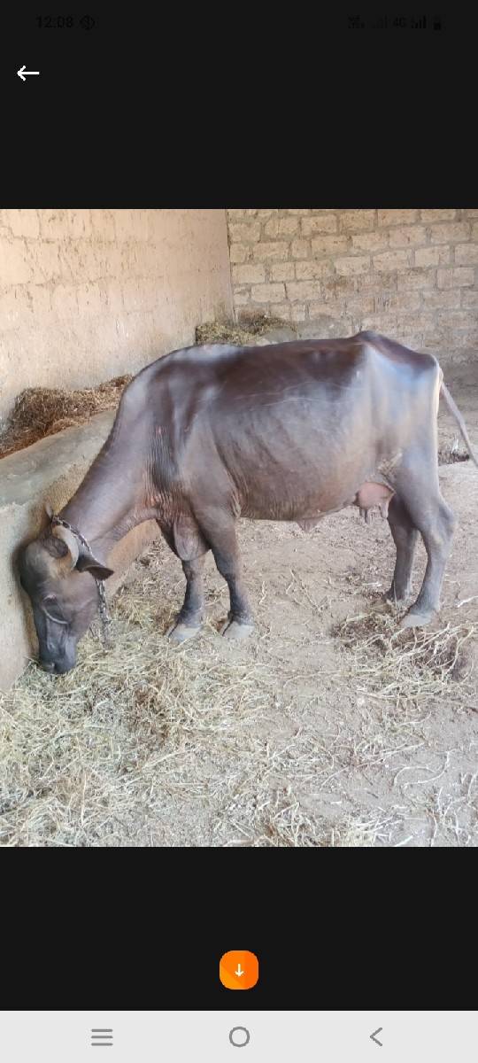 ભેસદેવાનીસે