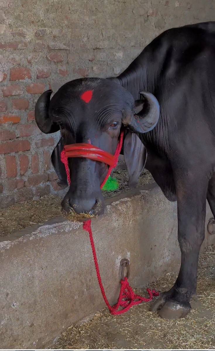 ખડેલી વેચવા નું છે