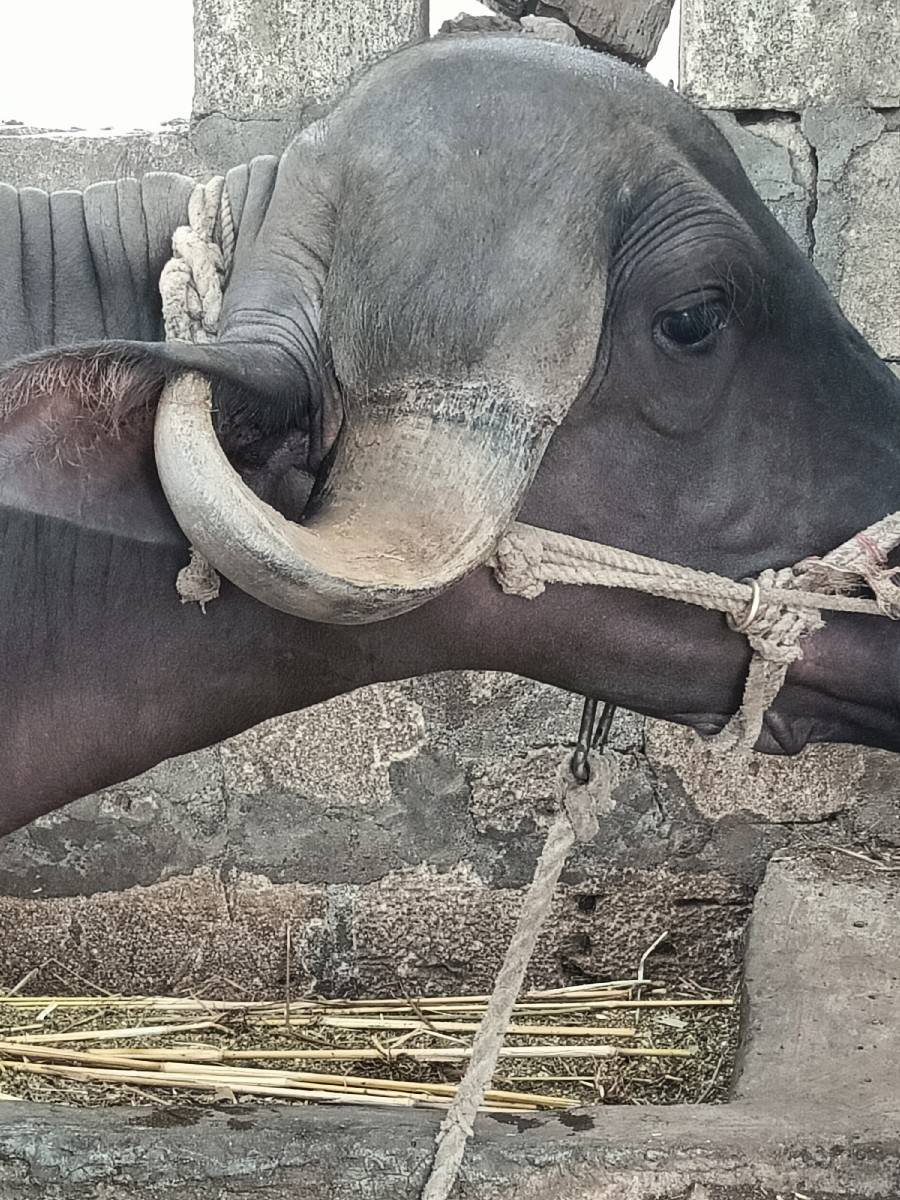 ભેંસ વેચવાની છે