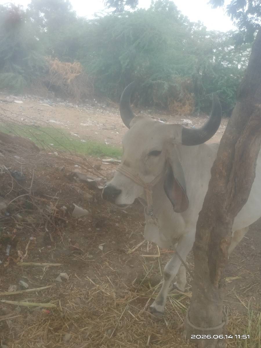 વેચવાની છે