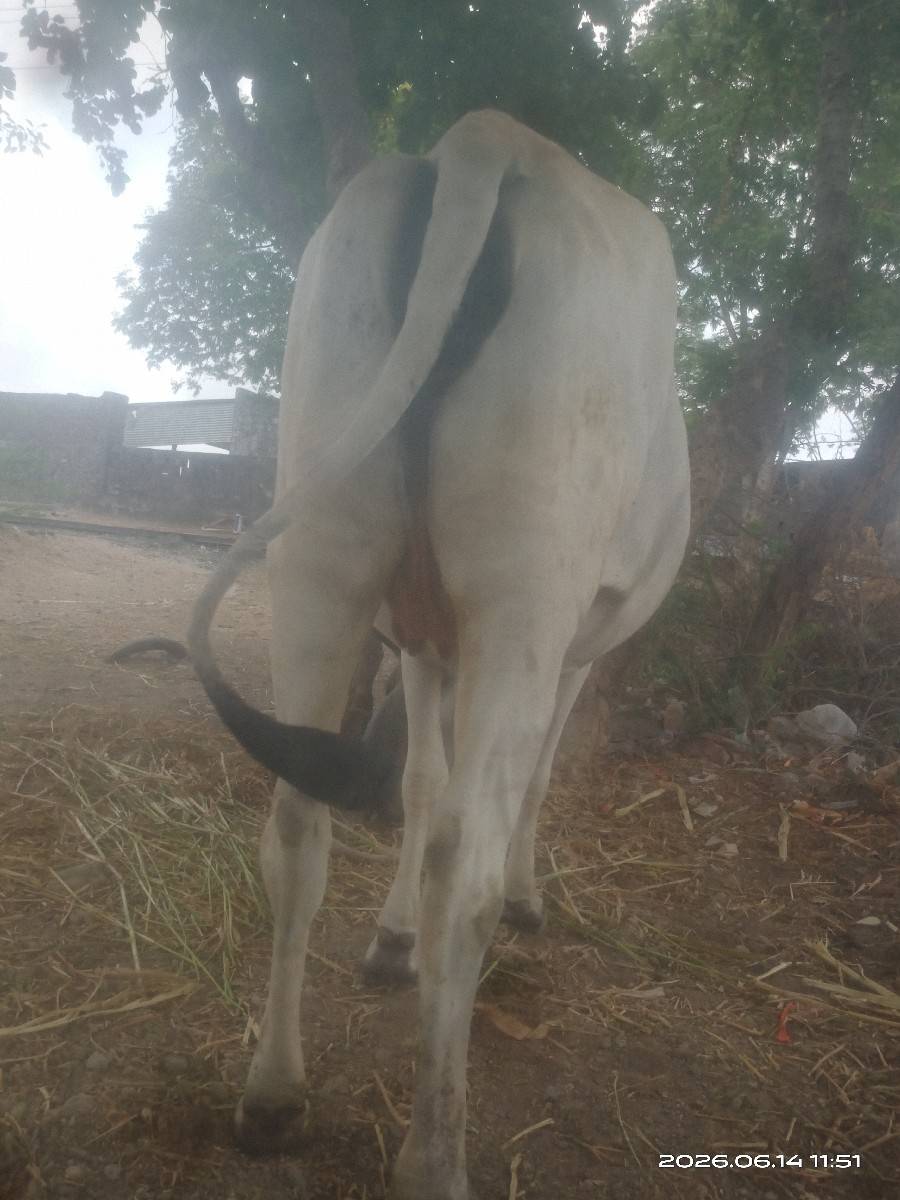વેચવાની છે