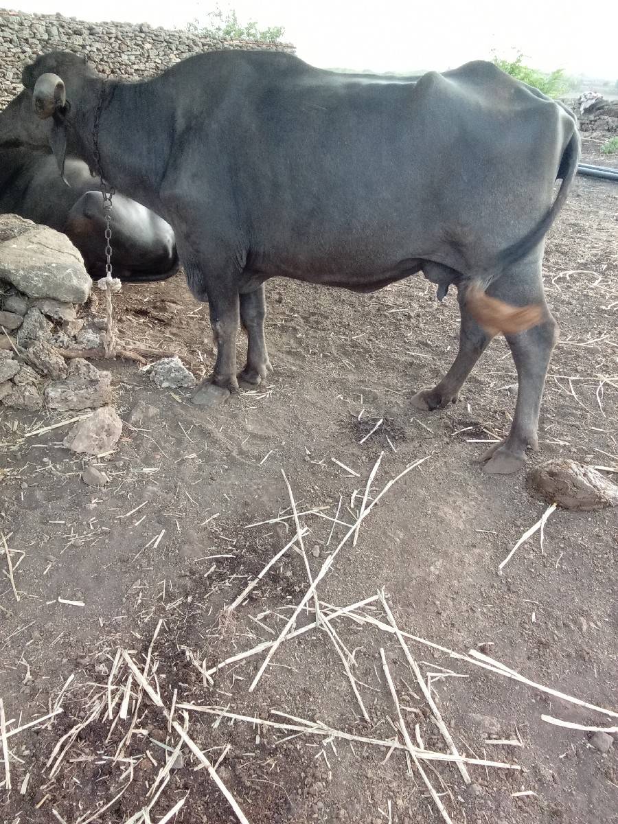 ભેંસ વેચવાની છે