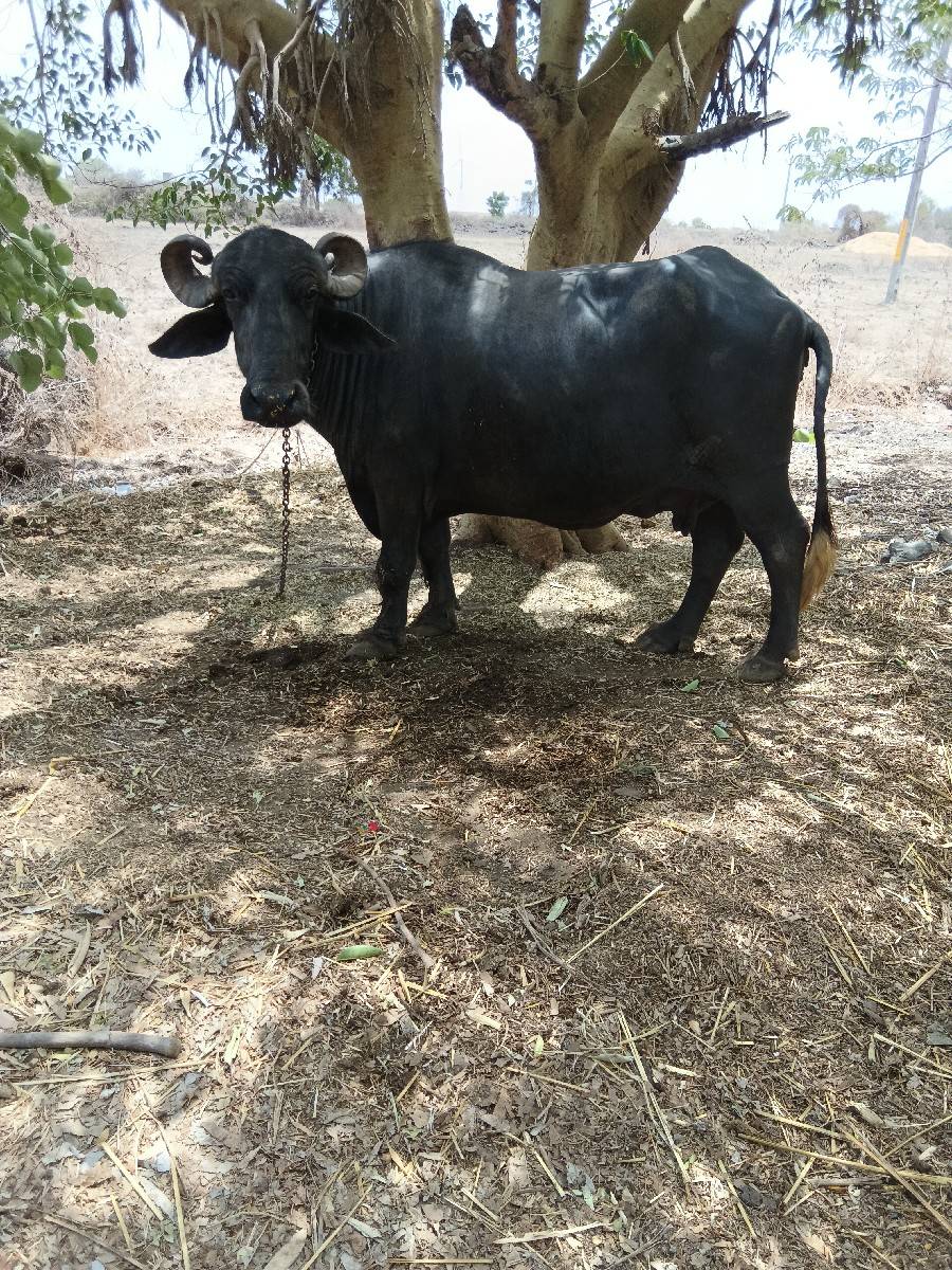 3 જુ વેતર છે