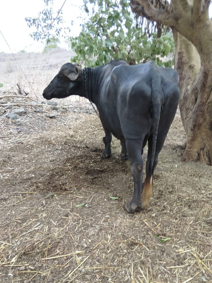 3 જુ વેતર છે