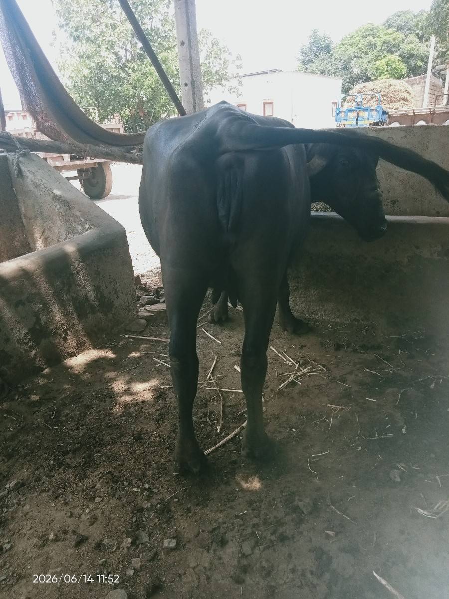 ભેંસ વેચવાની છે