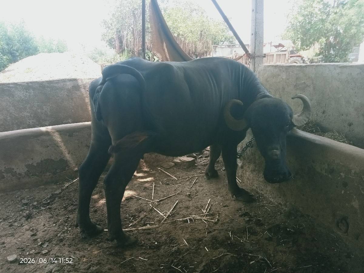 ભેંસ વેચવાની છે