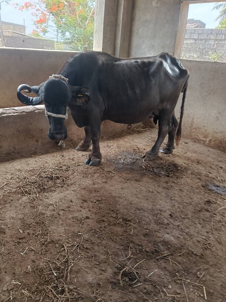 ચોથું વેતર ભેંસ વેચવાની છે