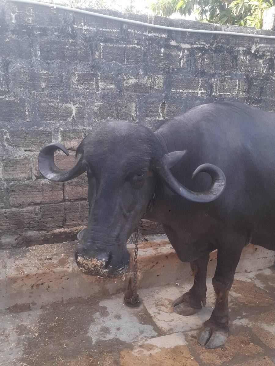 ભેસ વેચવાની છે