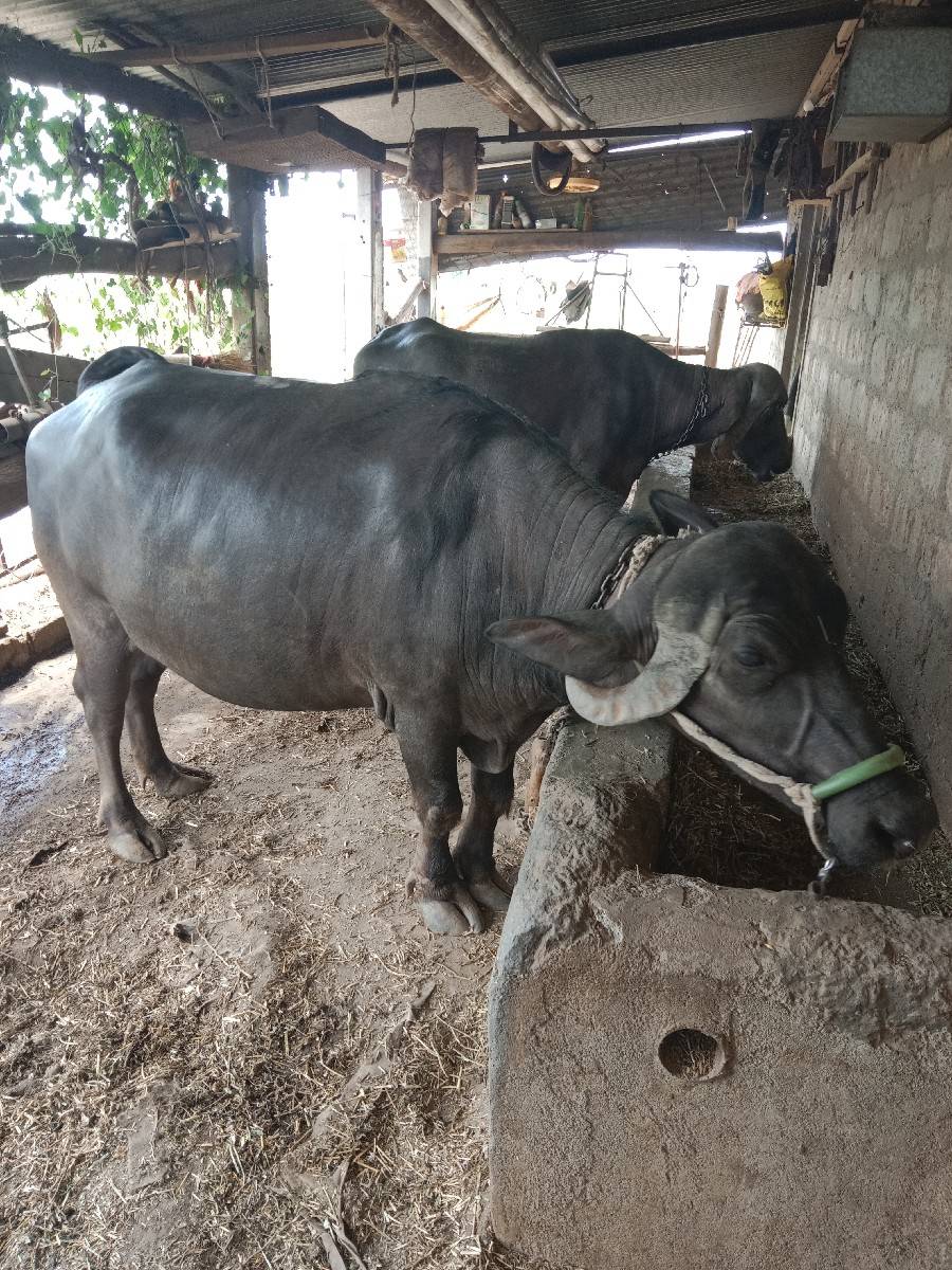 ભેંસ