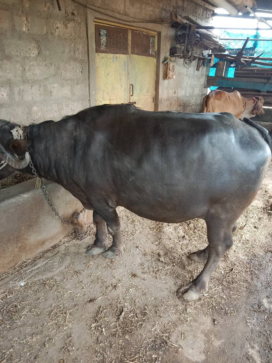 ભેંસ