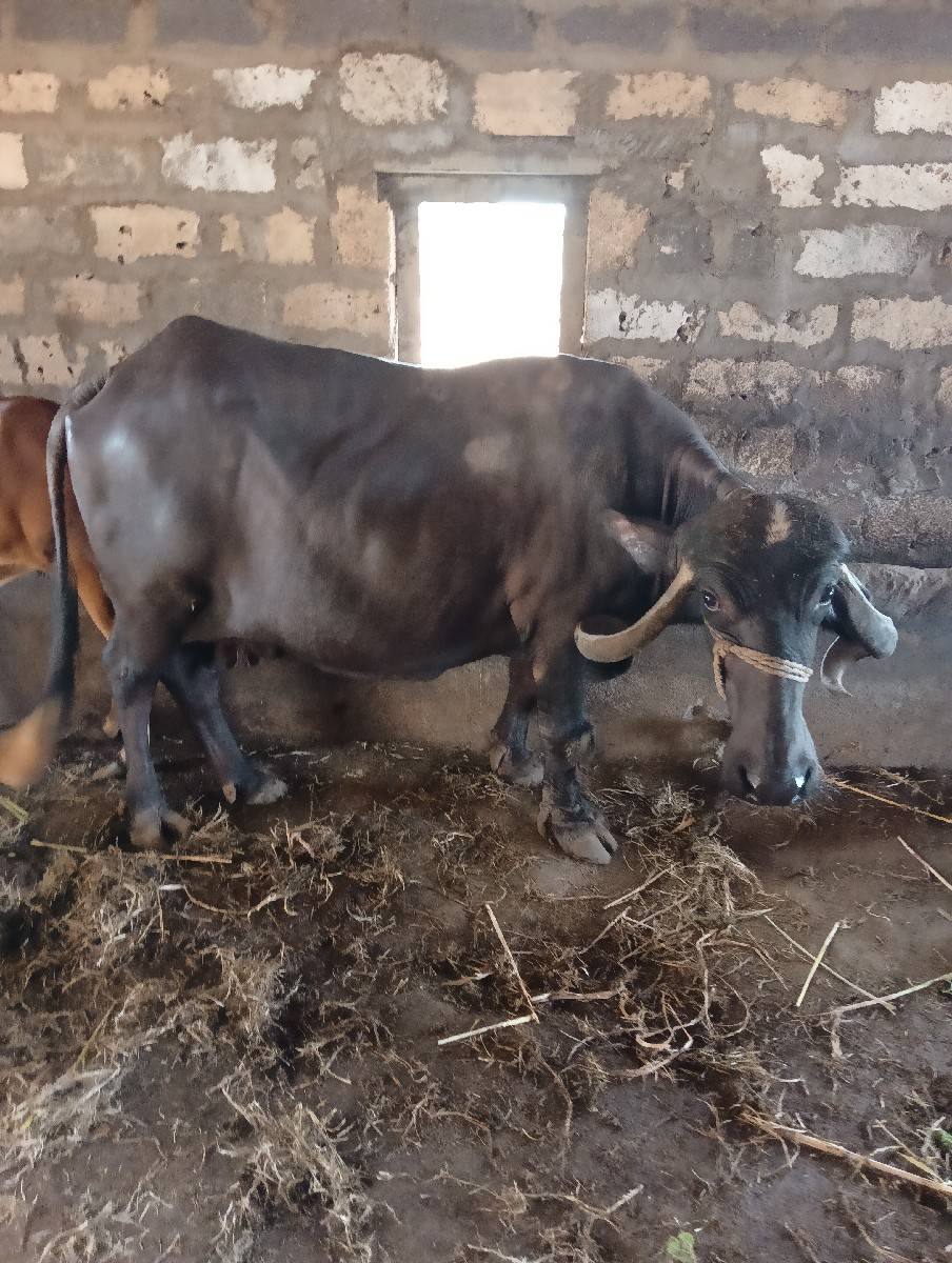 ભેંસ વેચવાની છે