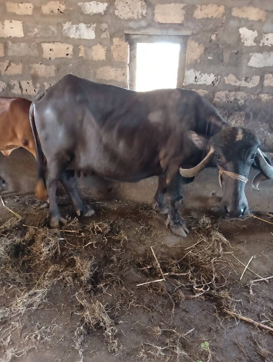 ભેંસ વેચવાની છે