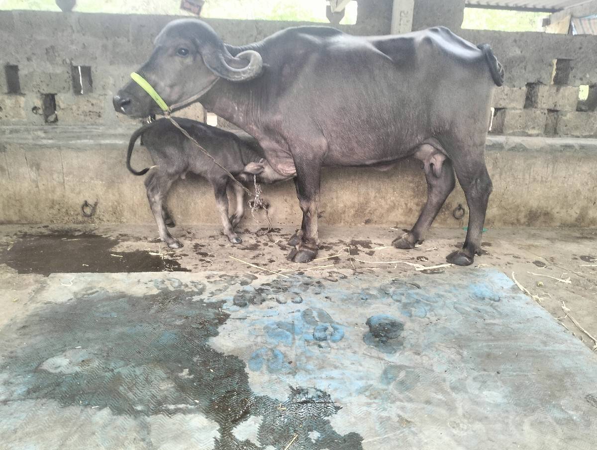 ખડેલી વેસવાની સે