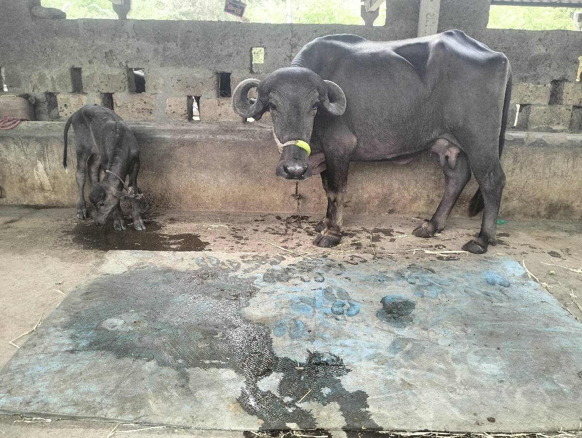ખડેલી વેસવાની સે