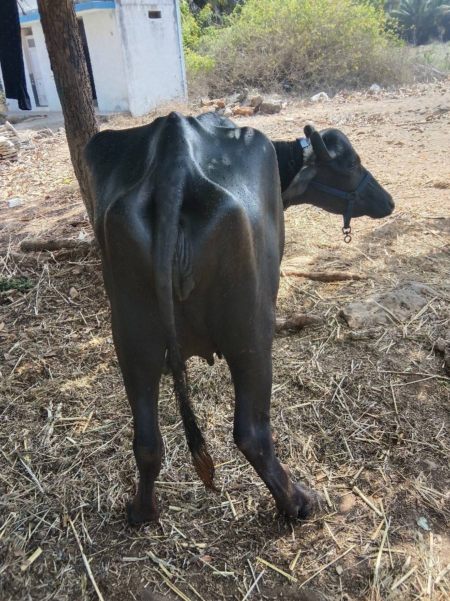 બંન્ની ખડેલી