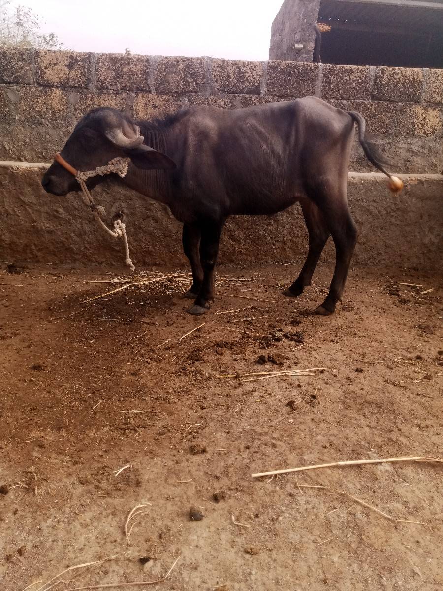 khdel