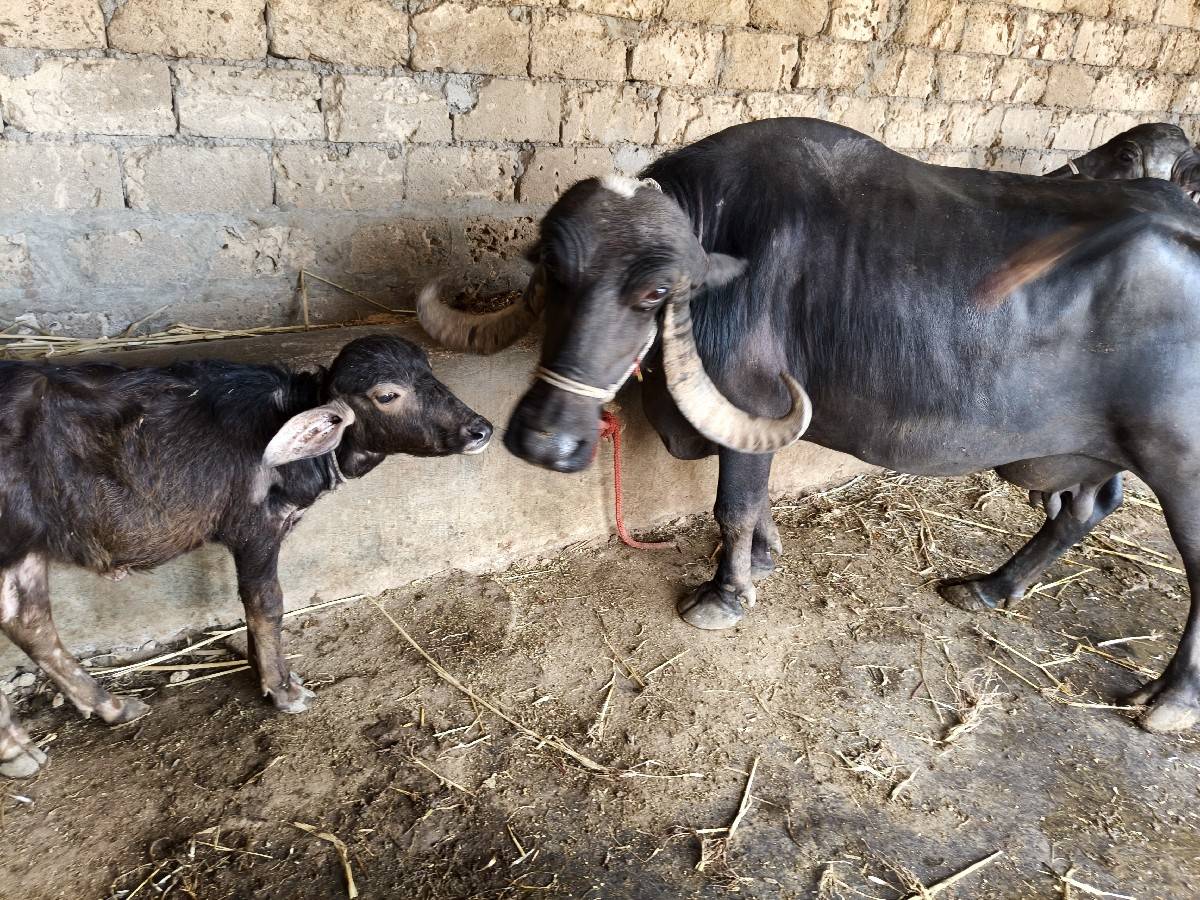 7 લિટર દૂધ દોઢ બે મહિનાની