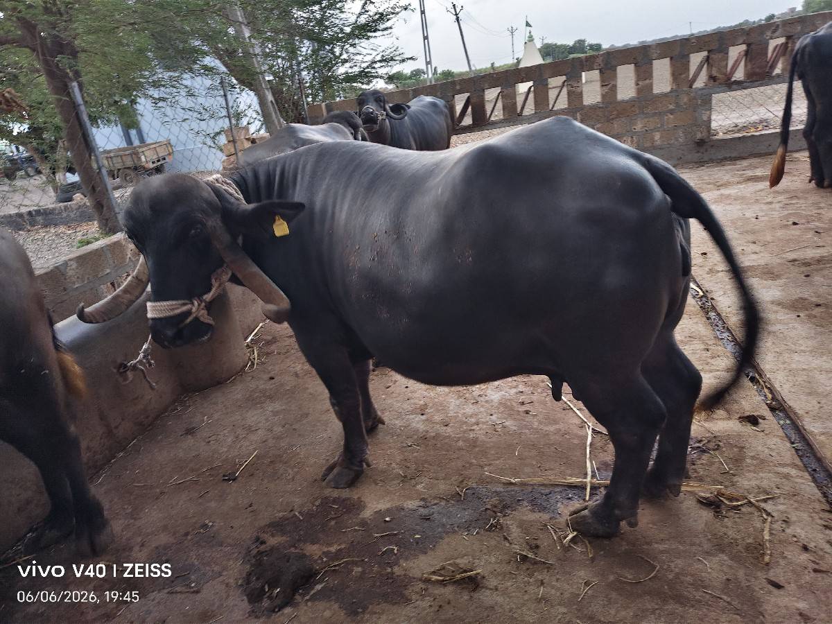 ભેંશ વંશના ની શે