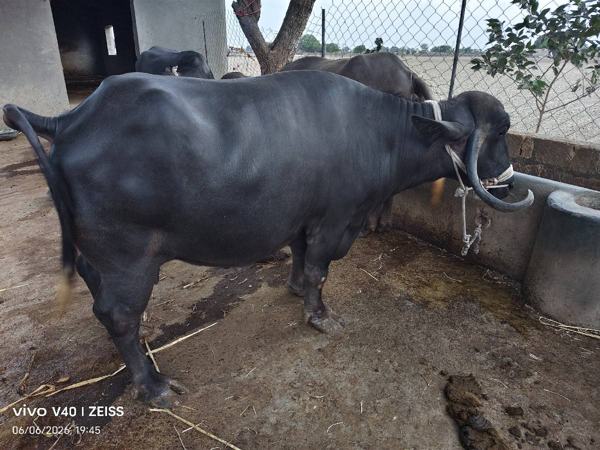 ભેંશ વંશના ની શે