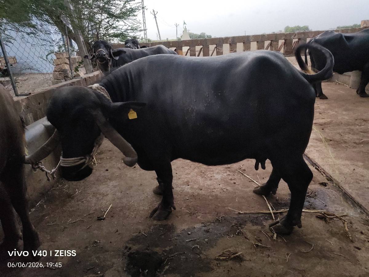 ભેંશ વંશના ની શે