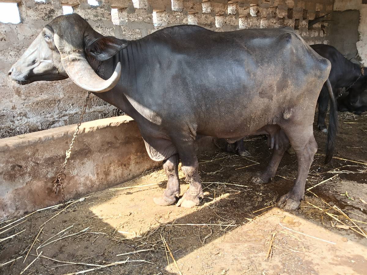 ભેંસ વેચવાની છે