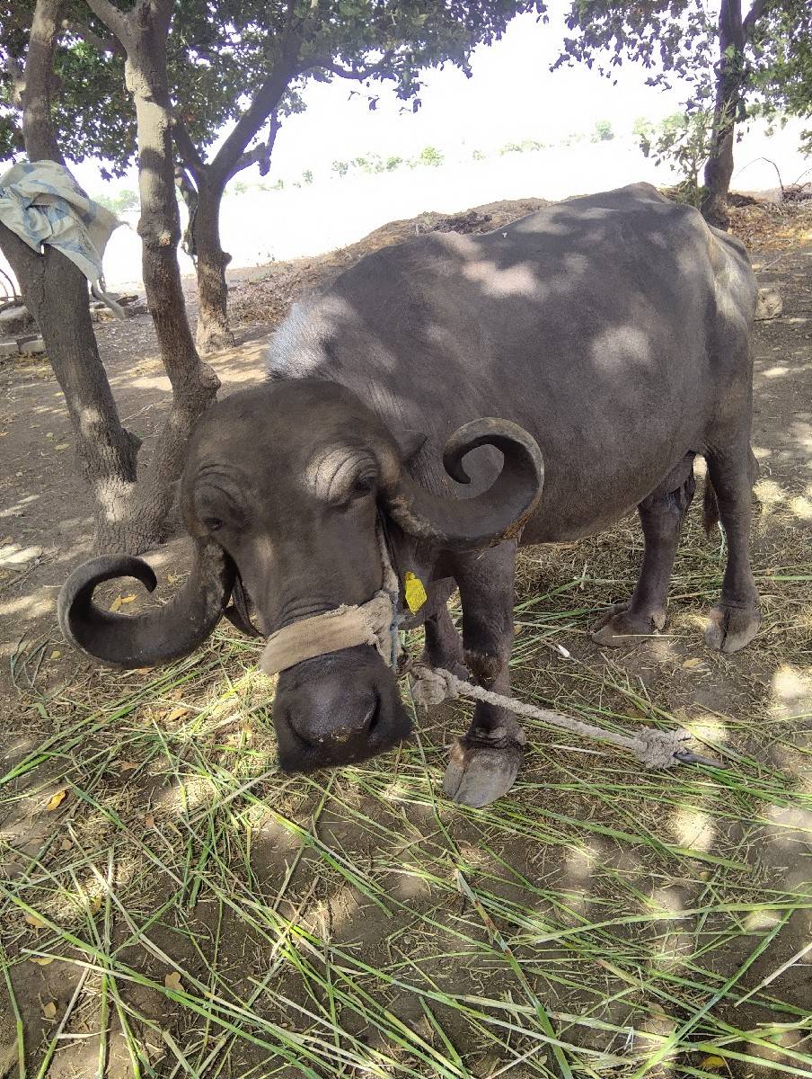 વેતર  ૪    ૩  મહિના   ની   વિયાયેલ
