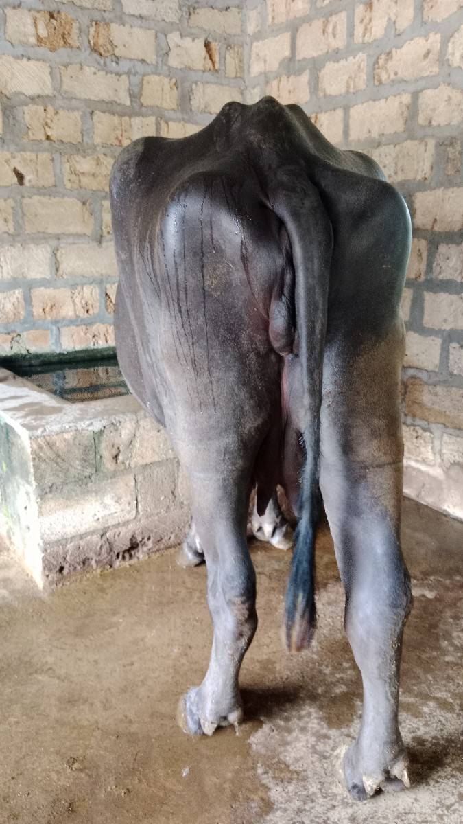 આ ભેંસ વેચવાની છે