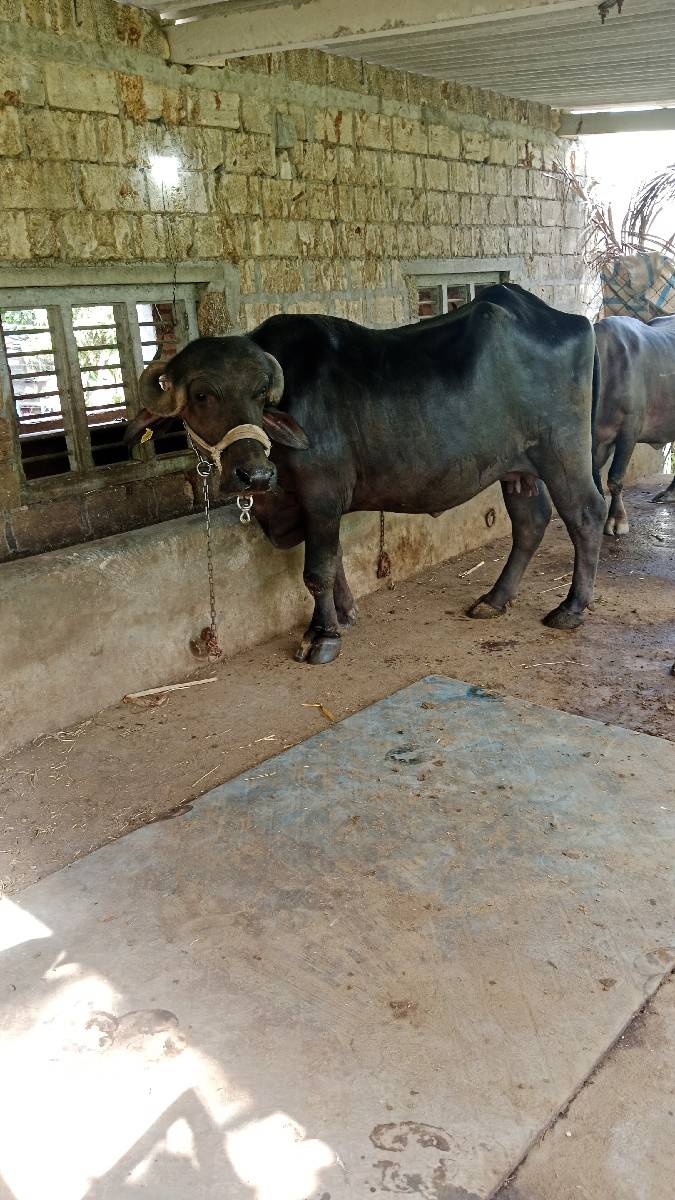 આ ભેંસ વેચવાની છે